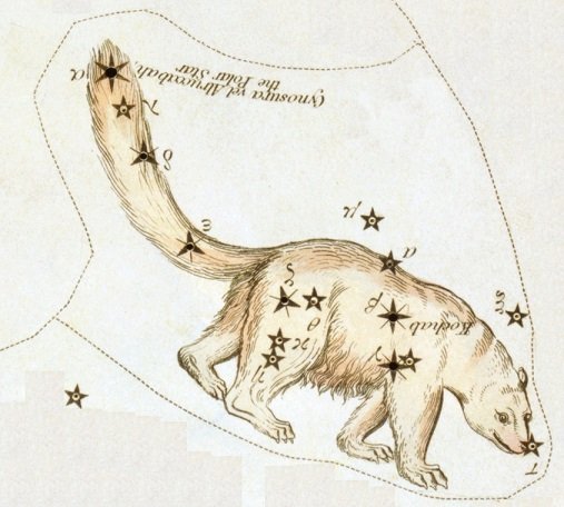 Фалес малая Медведица