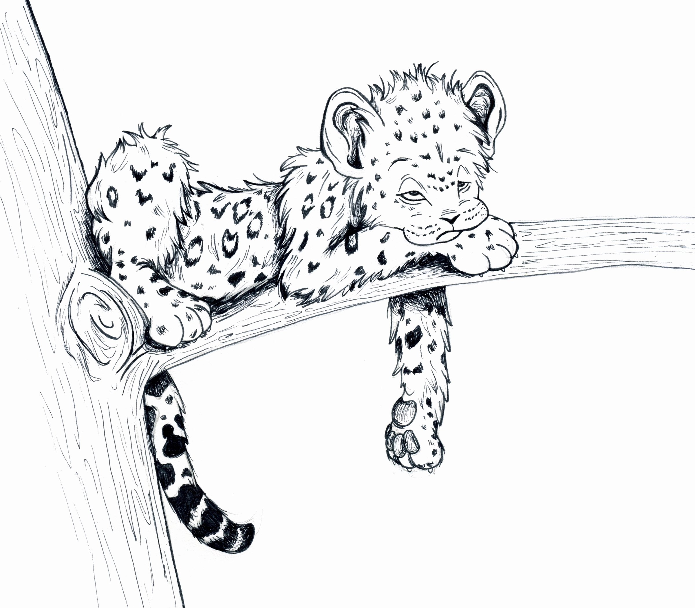 Картинки леопарда для срисовки
