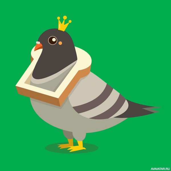 Голубь на аву