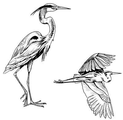 Серая цапля рисунок карандашом