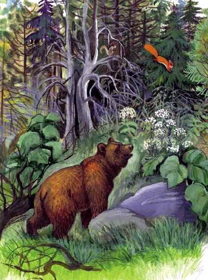 Тайга иллюстрация