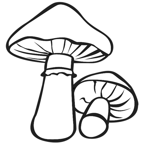 Раскраска гриб шампиньон
