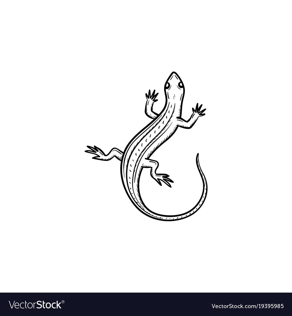 Рисунки Саламандры для срисовки