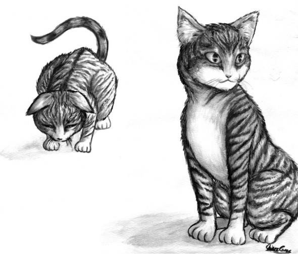 Кот карандашом в полный рост