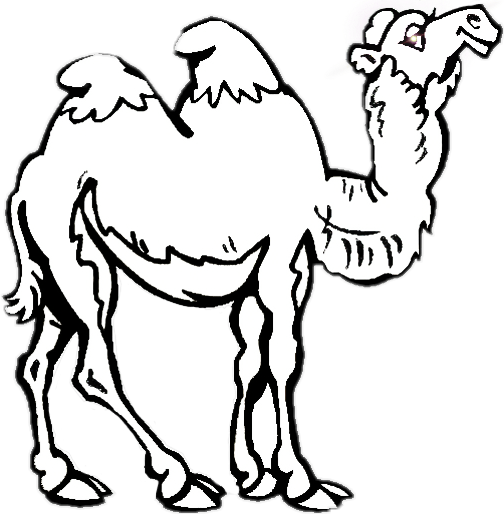 Верблюд раскраска для детей