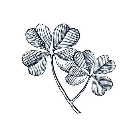 Клевер четырехлистник черно белый