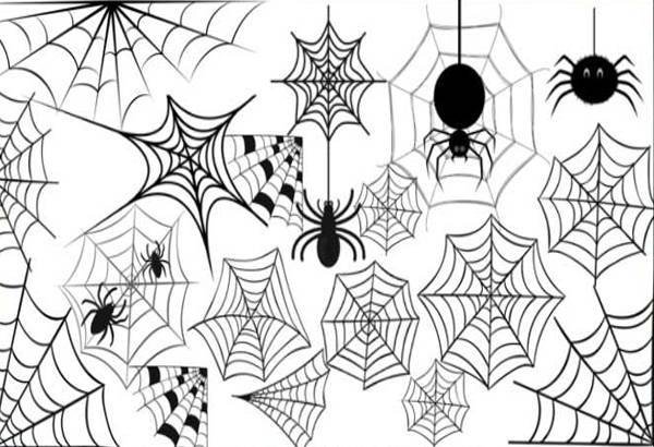 Паук на паутине