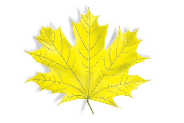 Желтый листик клена