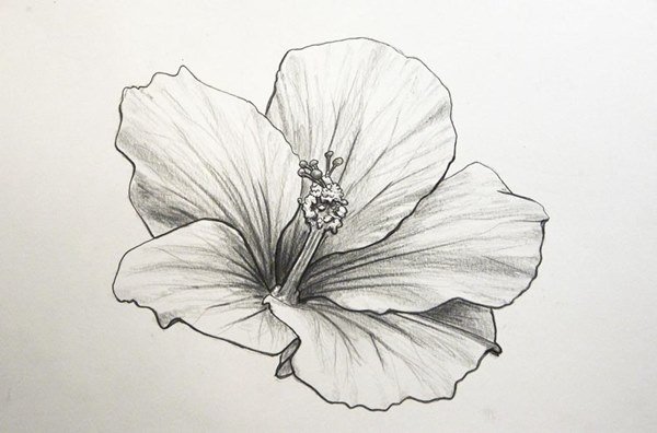 Гибискус эскиз