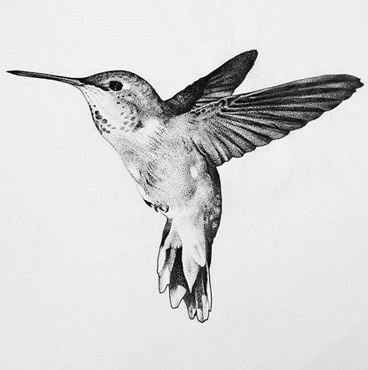 Колибри эскиз