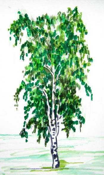 Береза рисунок