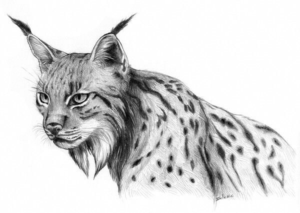 Рысь Матита