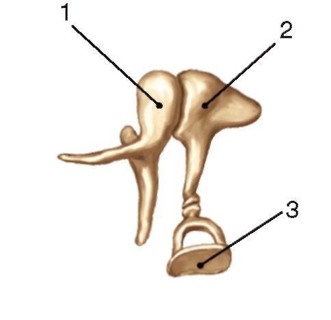 Среднее ухо слуховые косточки