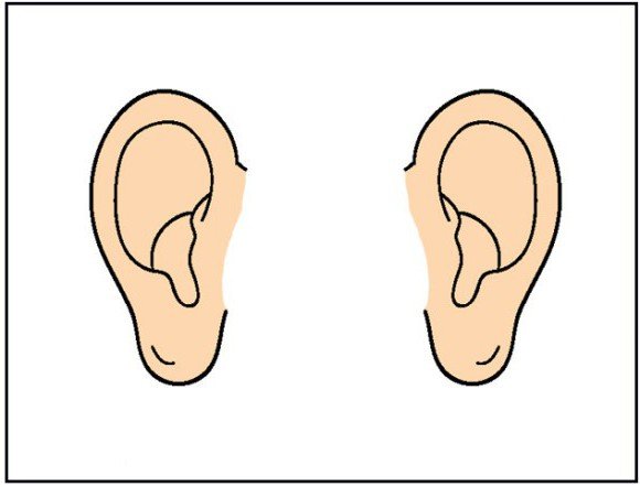 Ухо раскраска