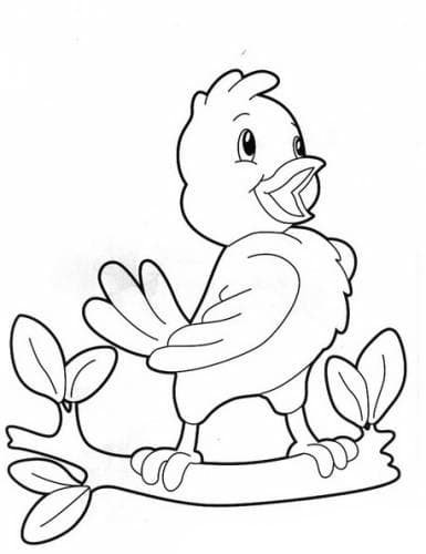 Раскраска птицы Дрозд