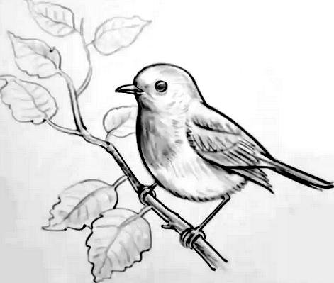 Жаворонок раскраска