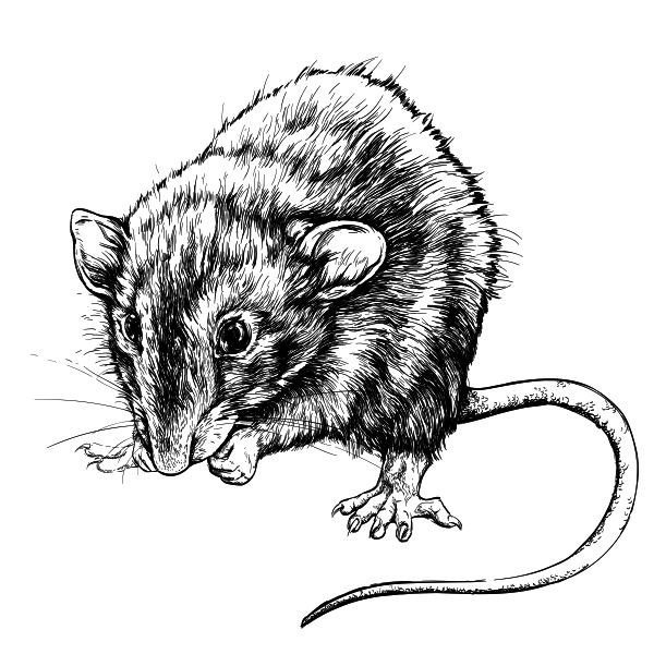Мышь эскиз