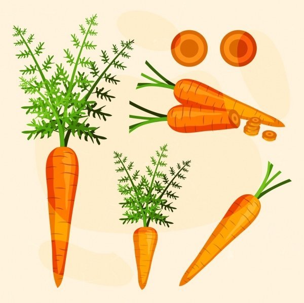 Морковь вектор