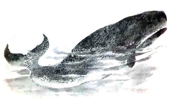 Г.Снегирев маленькое чудовище