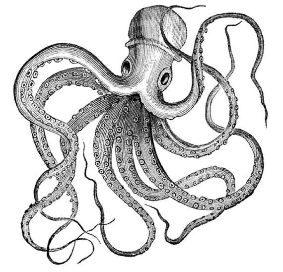 Осьминог Графика