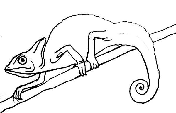 Хамелеон рисунок карандашом