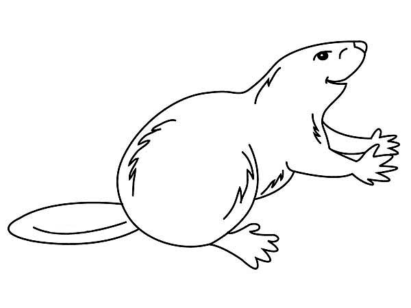 Контуры животных Бобр