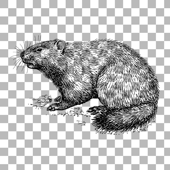 Рисунок бобра