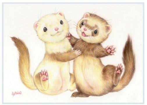 Хорек рисунок карандашом