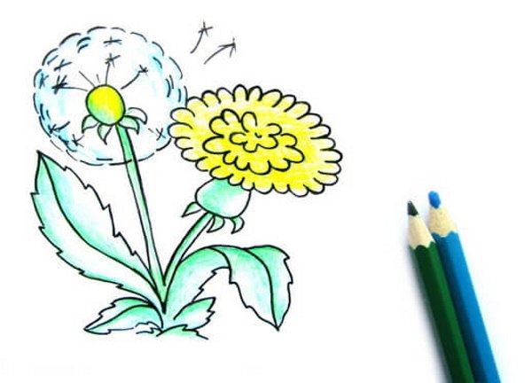 Одуванчик раскраска