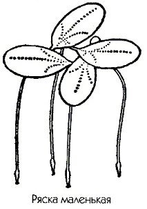 Ряска малая формула цветка