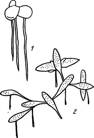 Ряска растение