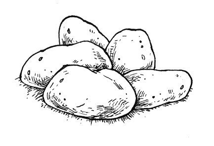 Картошка эскиз