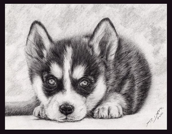 Нарисовать хаски карандашом