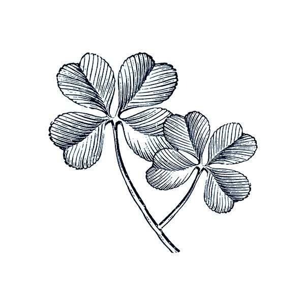 Клевер четырехлистник черно белый