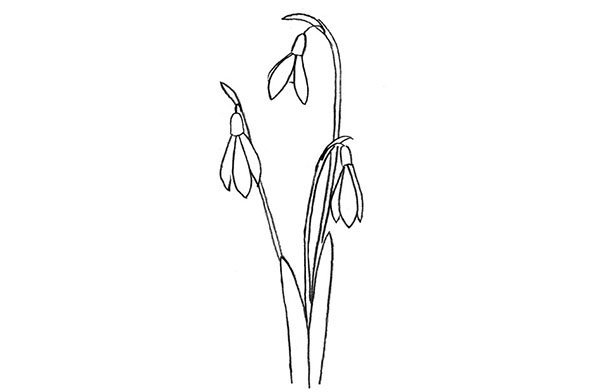 Подснежники раскраска для детей