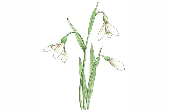 Рисование подснежники