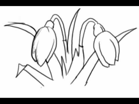 Подснежник черно белый рисунок