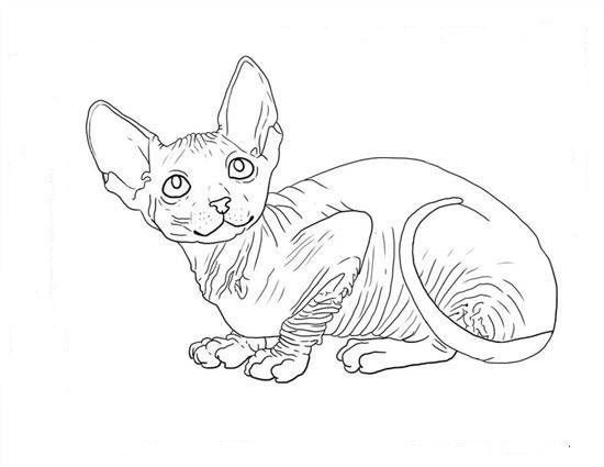 Раскраска сфинкс кошка