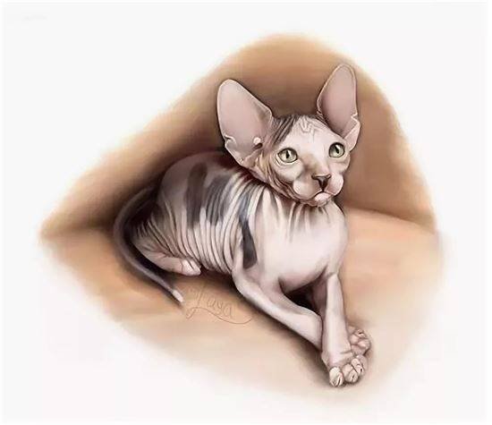 Кот сфинкс