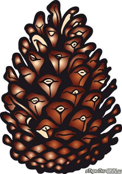 Шишка рисунок