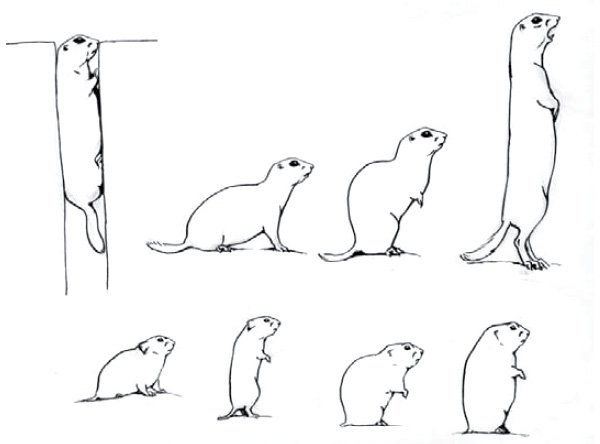 Нарисовать сурка
