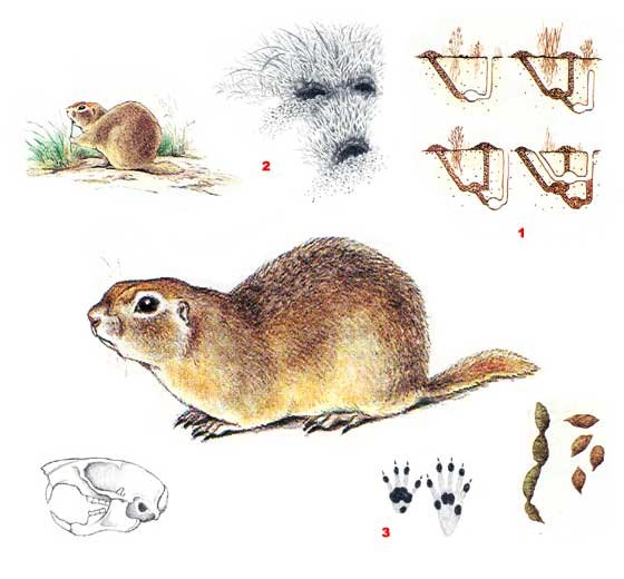 Следы суслика