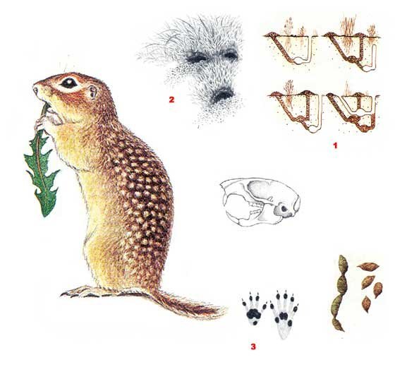 Суслик малый красная книга Крыма