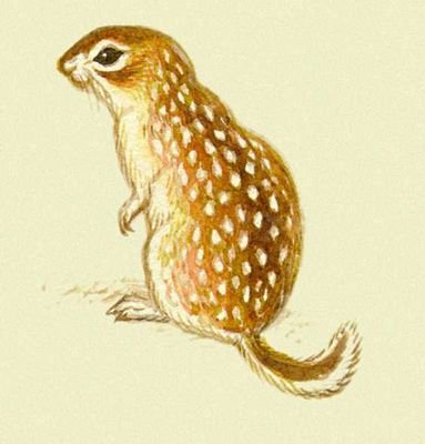 Рисунки животных степи