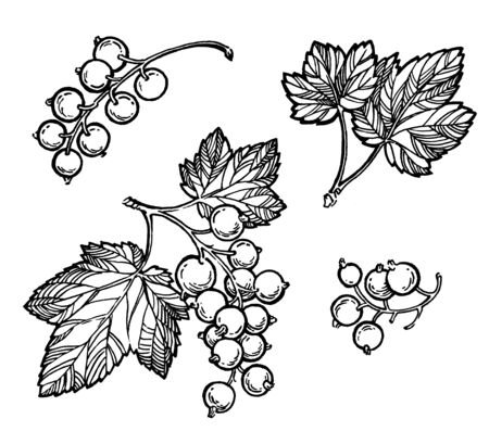 Графические ягод смородина