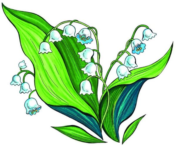 Ландыш картинка для детей