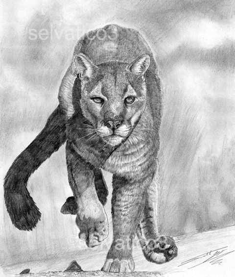 Пума карандашом