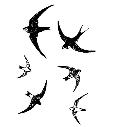 Рисунок ласточки в полете