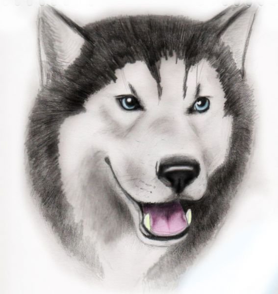 Хаски простым карандашом
