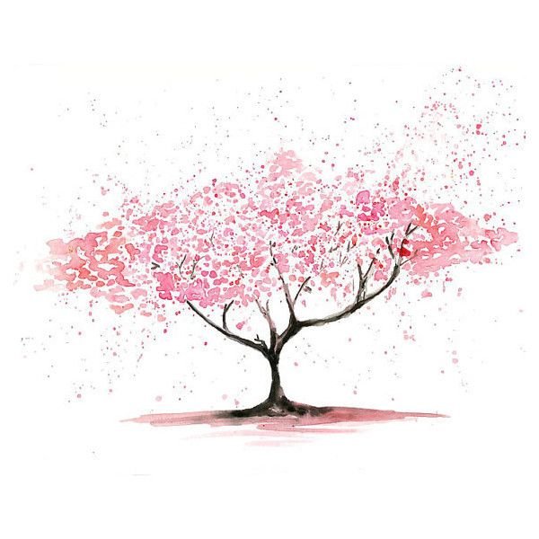 Сакура дерево